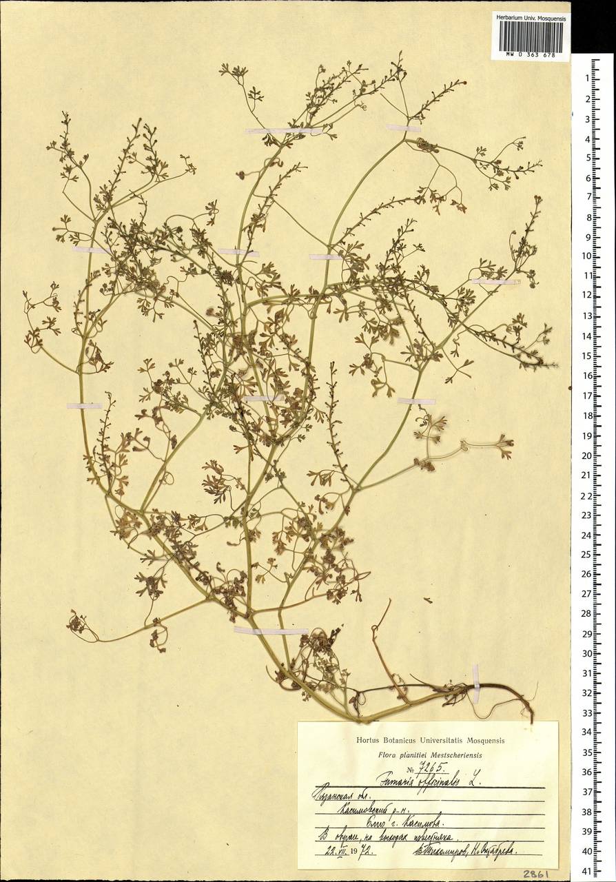 Fumaria officinalis L., Eastern Europe, Central region (E4) (Russia)