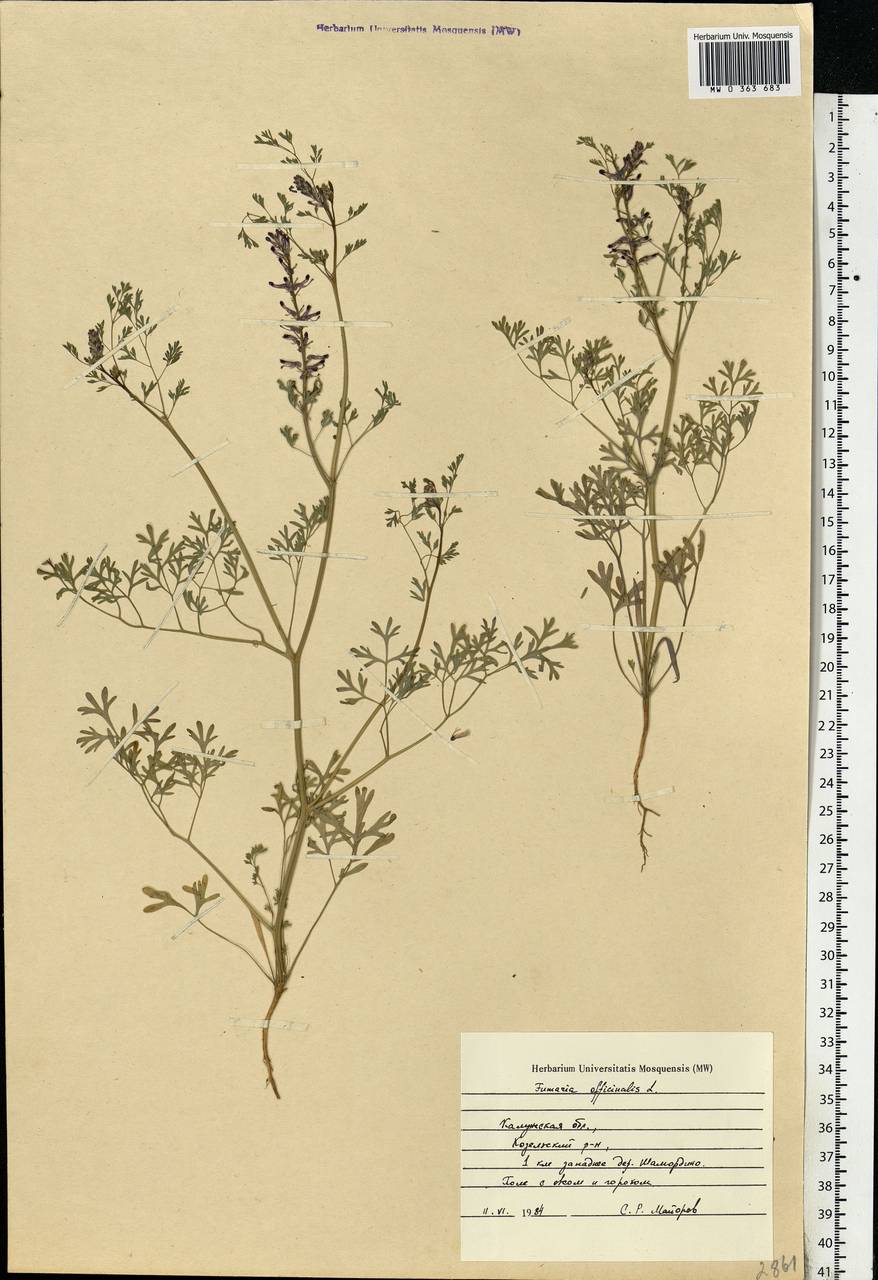Fumaria officinalis L., Eastern Europe, Central region (E4) (Russia)