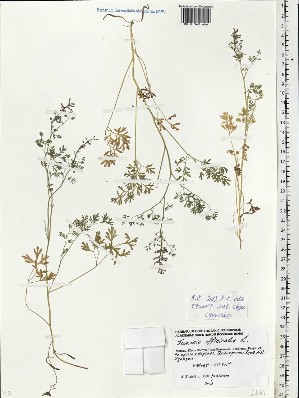 Fumaria officinalis L., Eastern Europe, Moscow region (E4a) (Russia)