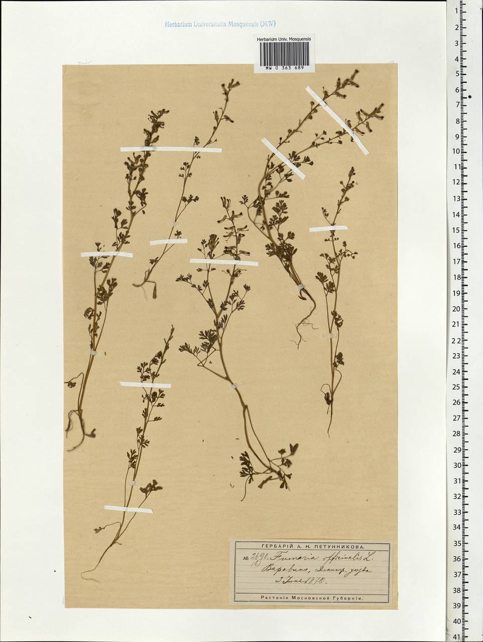 Fumaria officinalis L., Eastern Europe, Moscow region (E4a) (Russia)