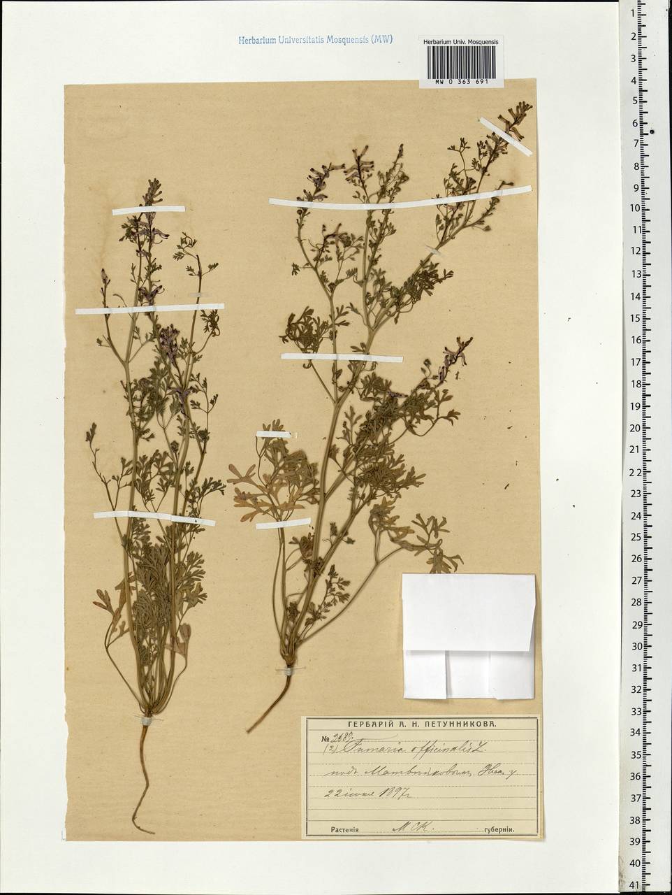 Fumaria officinalis L., Eastern Europe, Moscow region (E4a) (Russia)