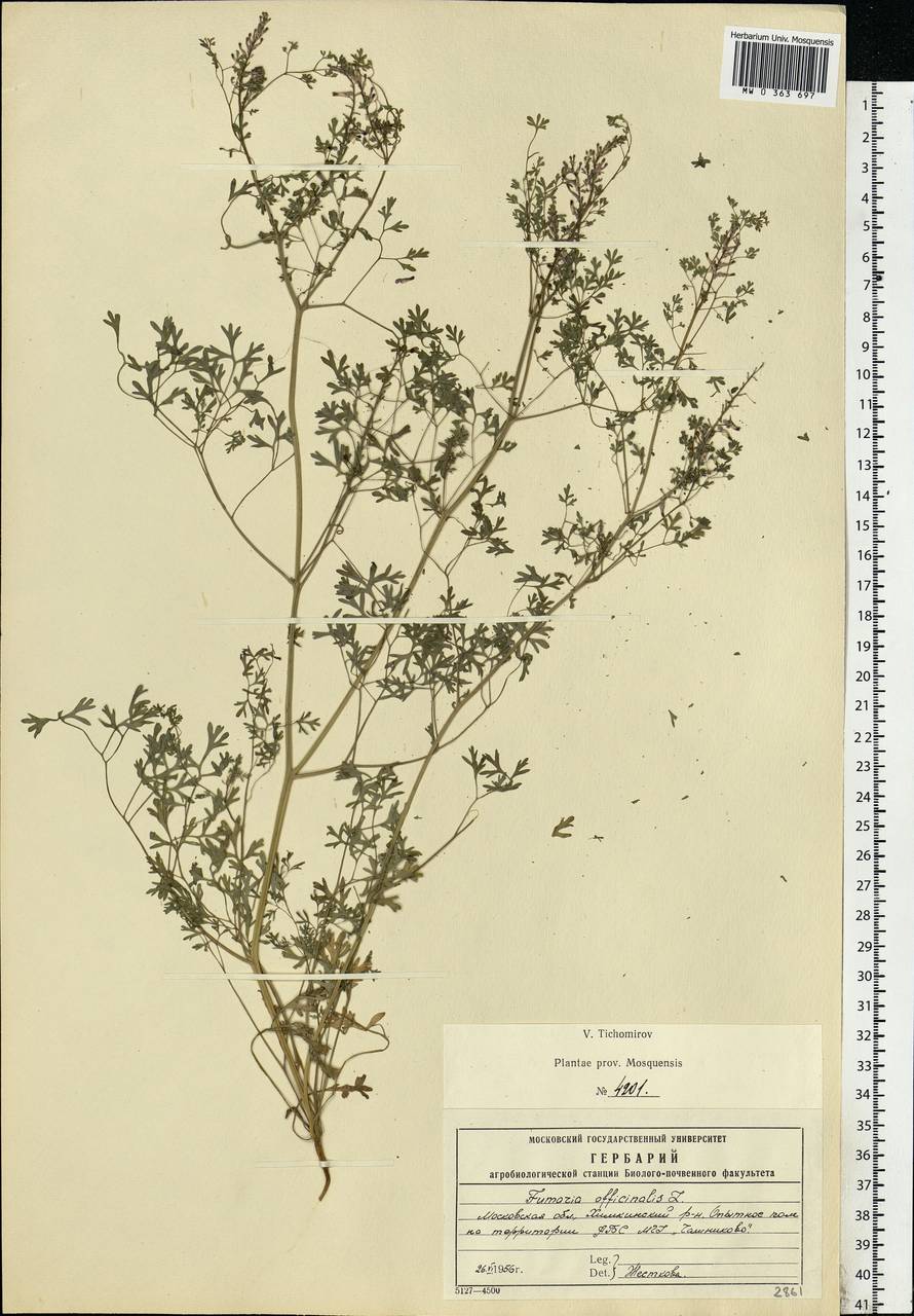 Fumaria officinalis L., Eastern Europe, Moscow region (E4a) (Russia)