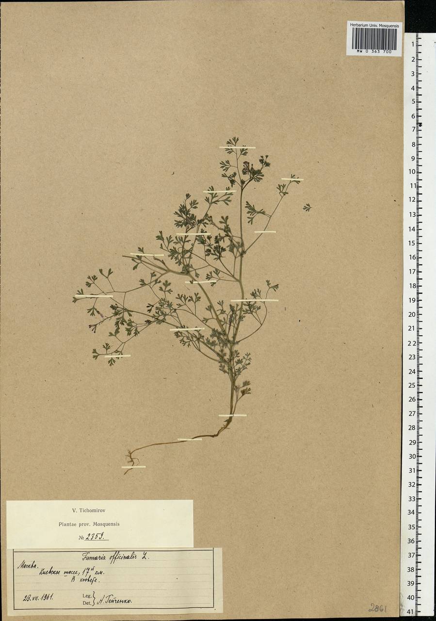 Fumaria officinalis L., Eastern Europe, Moscow region (E4a) (Russia)