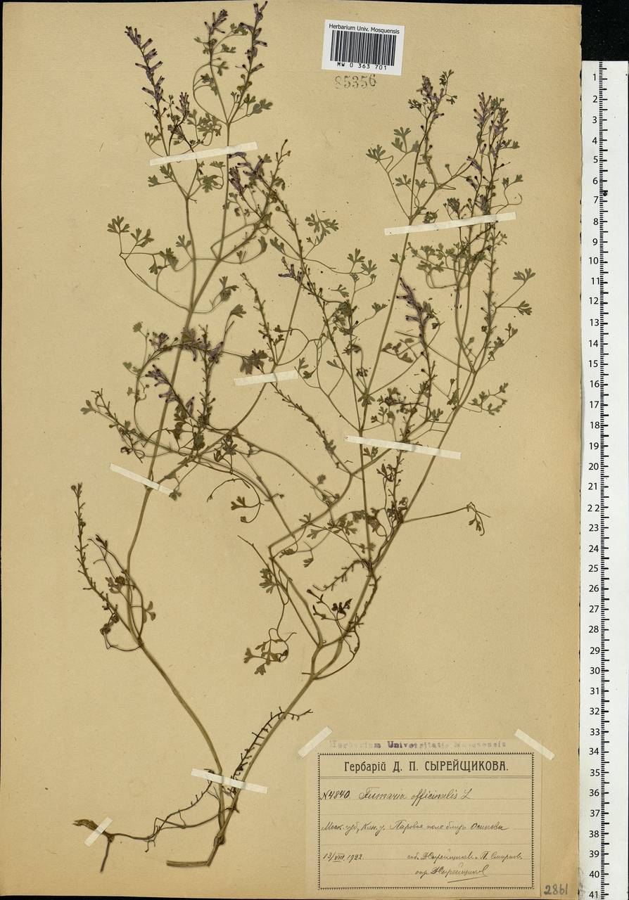 Fumaria officinalis L., Eastern Europe, Moscow region (E4a) (Russia)