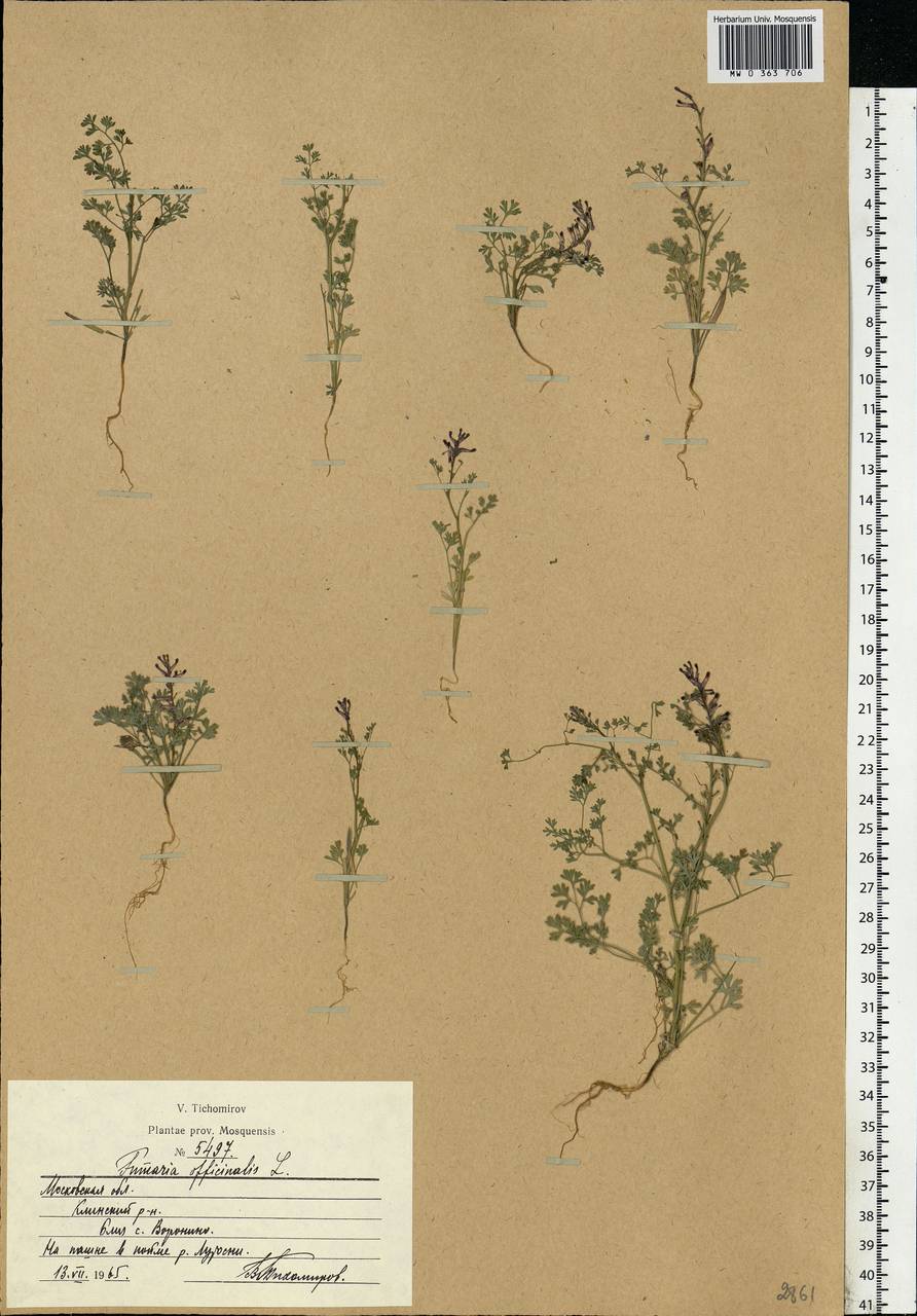 Fumaria officinalis L., Eastern Europe, Moscow region (E4a) (Russia)