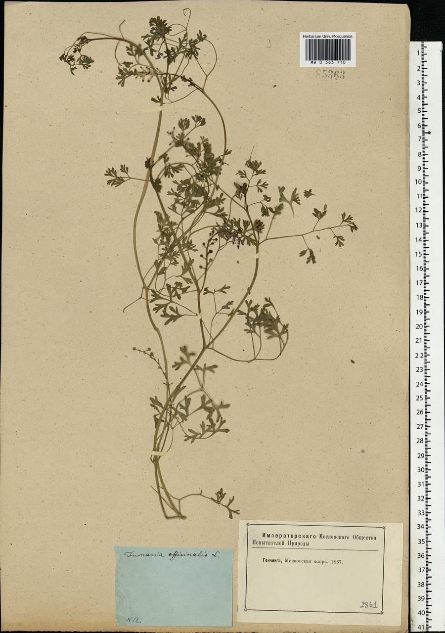Fumaria officinalis L., Eastern Europe, Moscow region (E4a) (Russia)