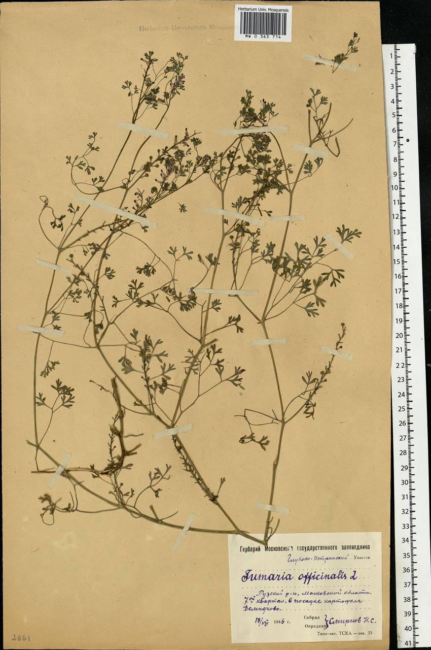 Fumaria officinalis L., Eastern Europe, Moscow region (E4a) (Russia)