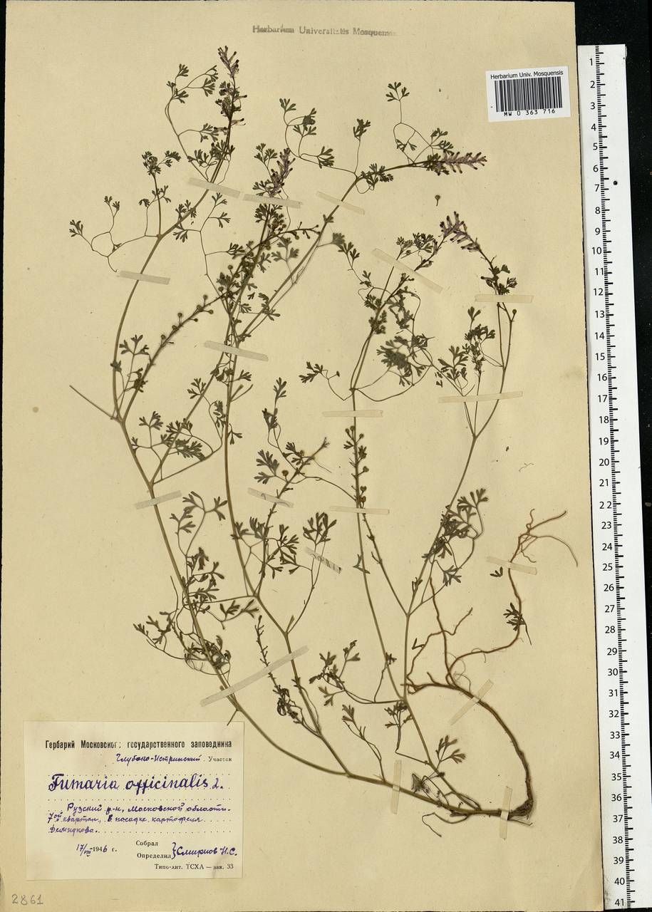 Fumaria officinalis L., Eastern Europe, Moscow region (E4a) (Russia)