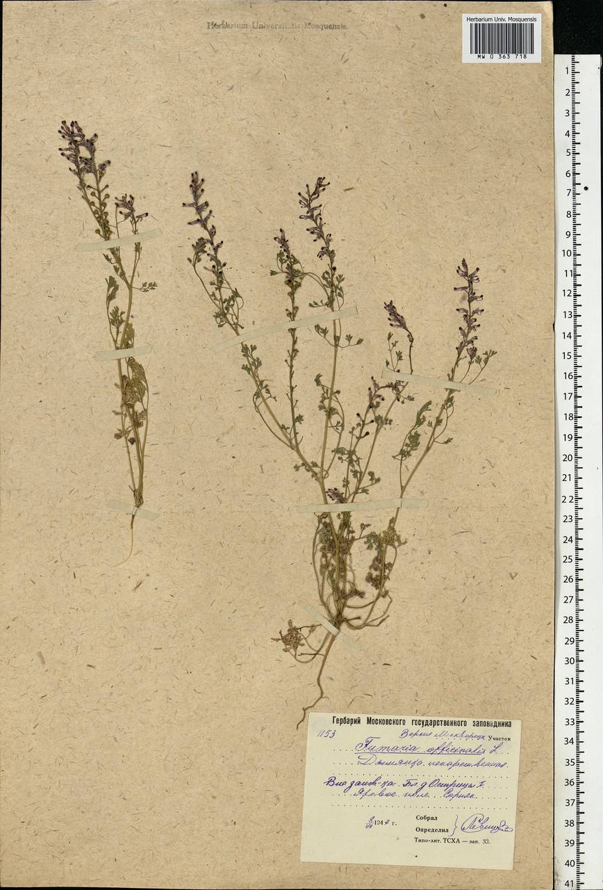 Fumaria officinalis L., Eastern Europe, Moscow region (E4a) (Russia)