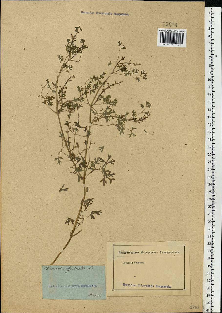 Fumaria officinalis L., Eastern Europe, Moscow region (E4a) (Russia)