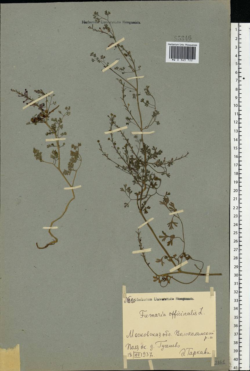 Fumaria officinalis L., Eastern Europe, Moscow region (E4a) (Russia)