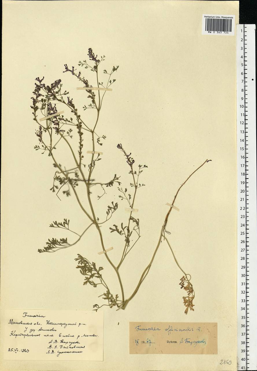 Fumaria officinalis L., Eastern Europe, Moscow region (E4a) (Russia)