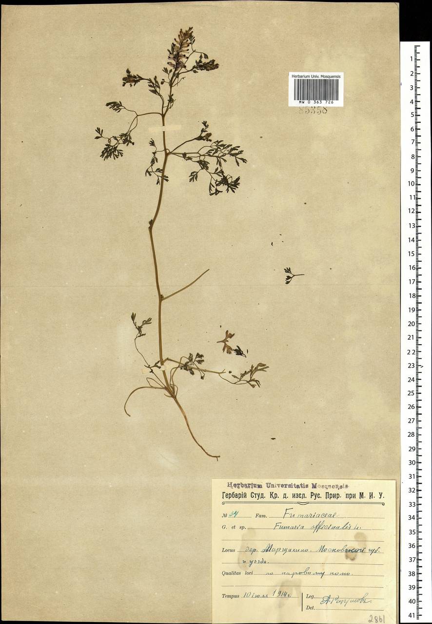 Fumaria officinalis L., Eastern Europe, Moscow region (E4a) (Russia)