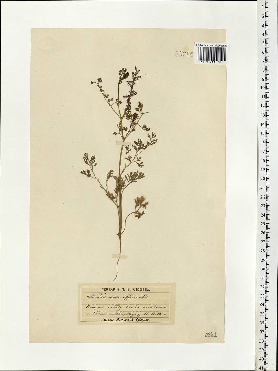 Fumaria officinalis L., Eastern Europe, Moscow region (E4a) (Russia)