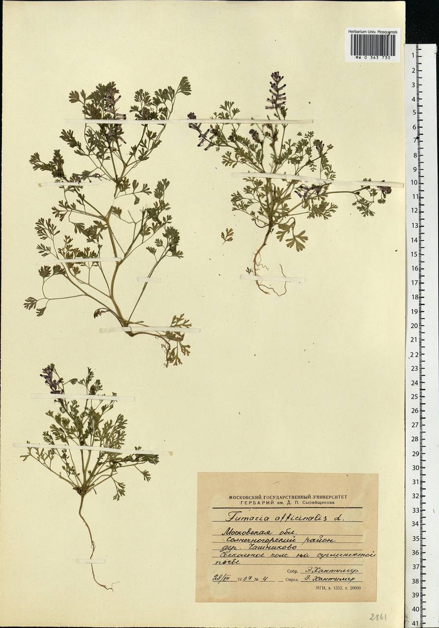 Fumaria officinalis L., Eastern Europe, Moscow region (E4a) (Russia)