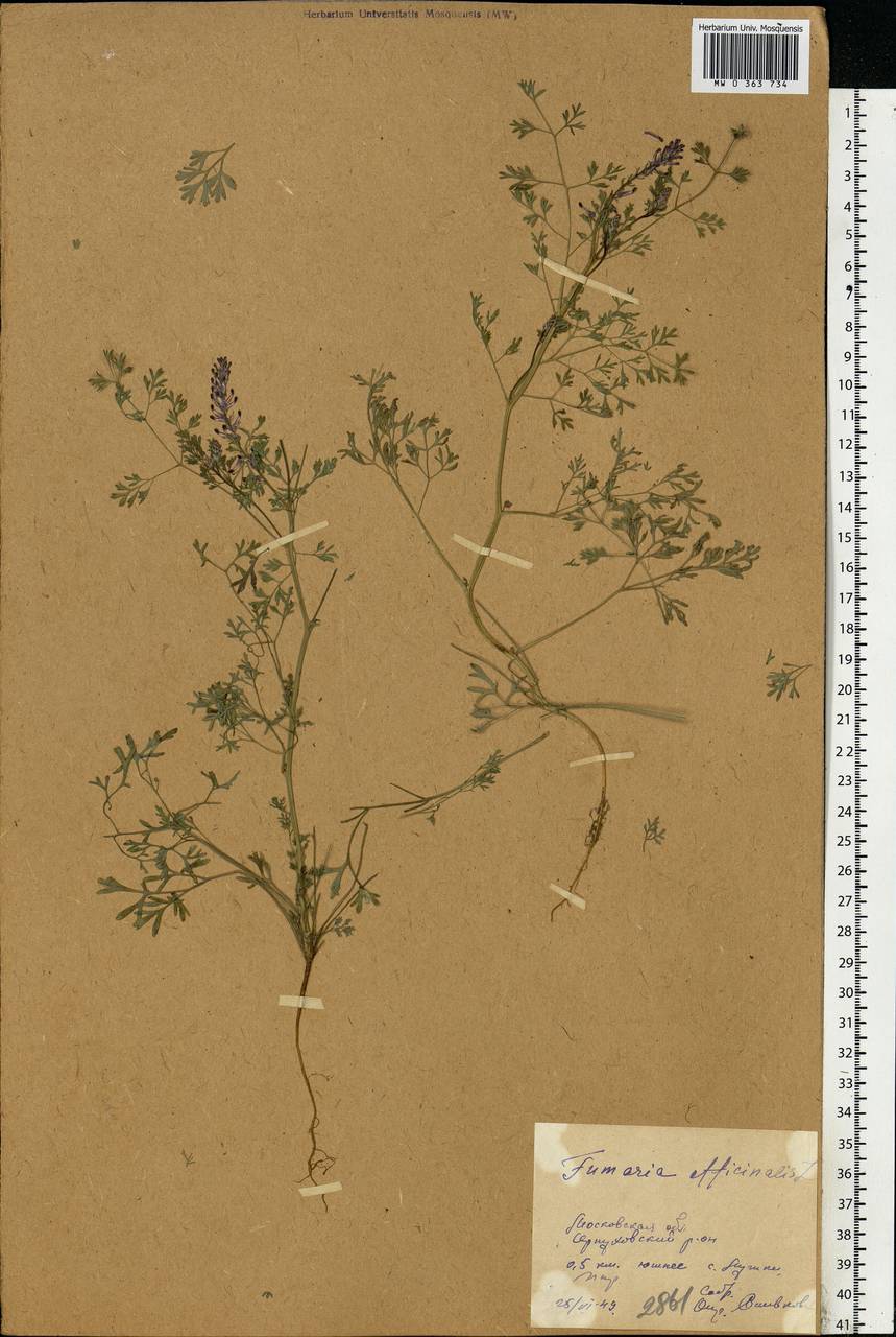 Fumaria officinalis L., Eastern Europe, Moscow region (E4a) (Russia)
