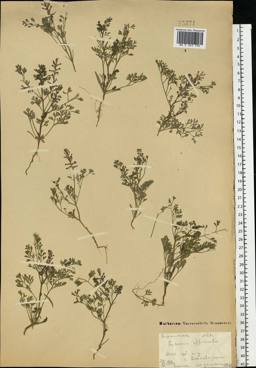 Fumaria officinalis L., Eastern Europe, Moscow region (E4a) (Russia)