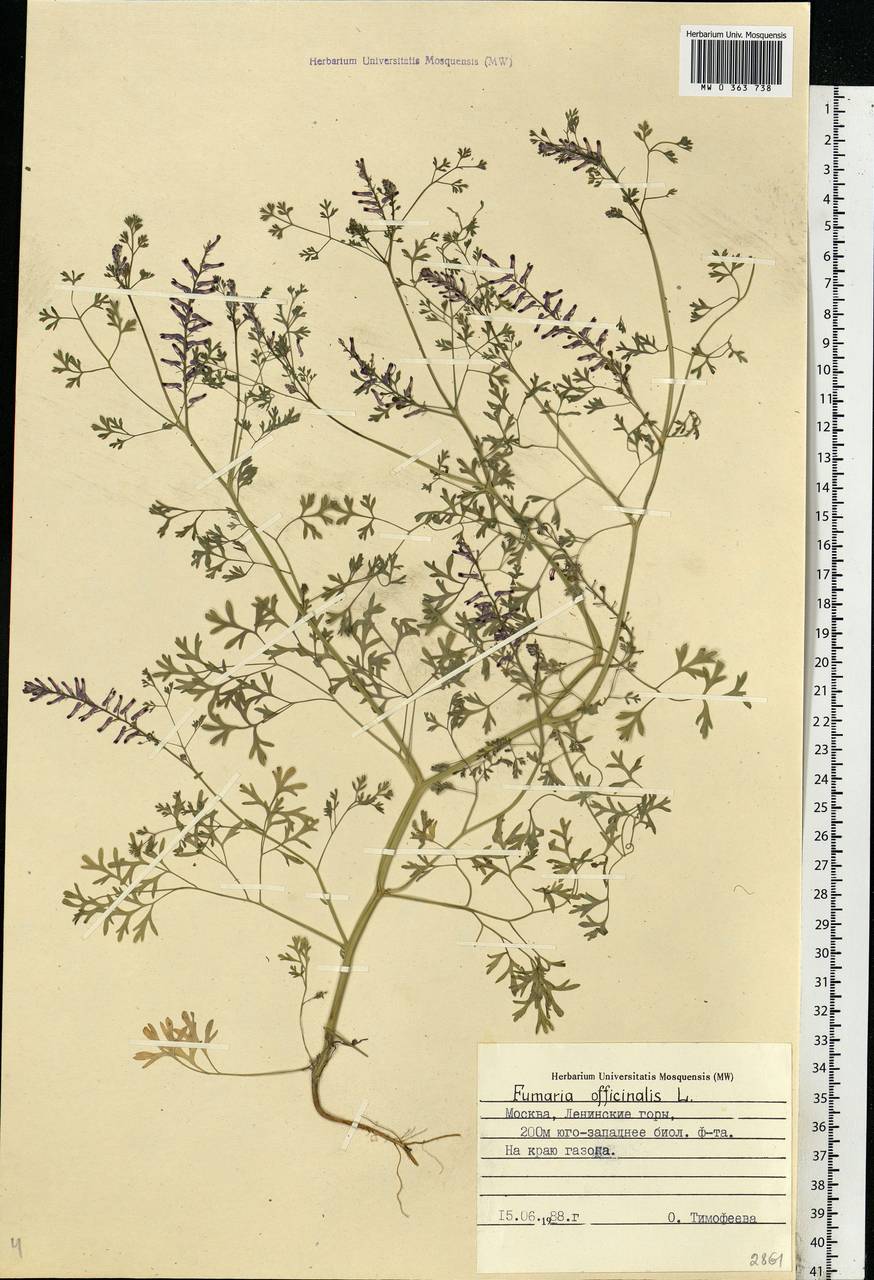 Fumaria officinalis L., Eastern Europe, Moscow region (E4a) (Russia)