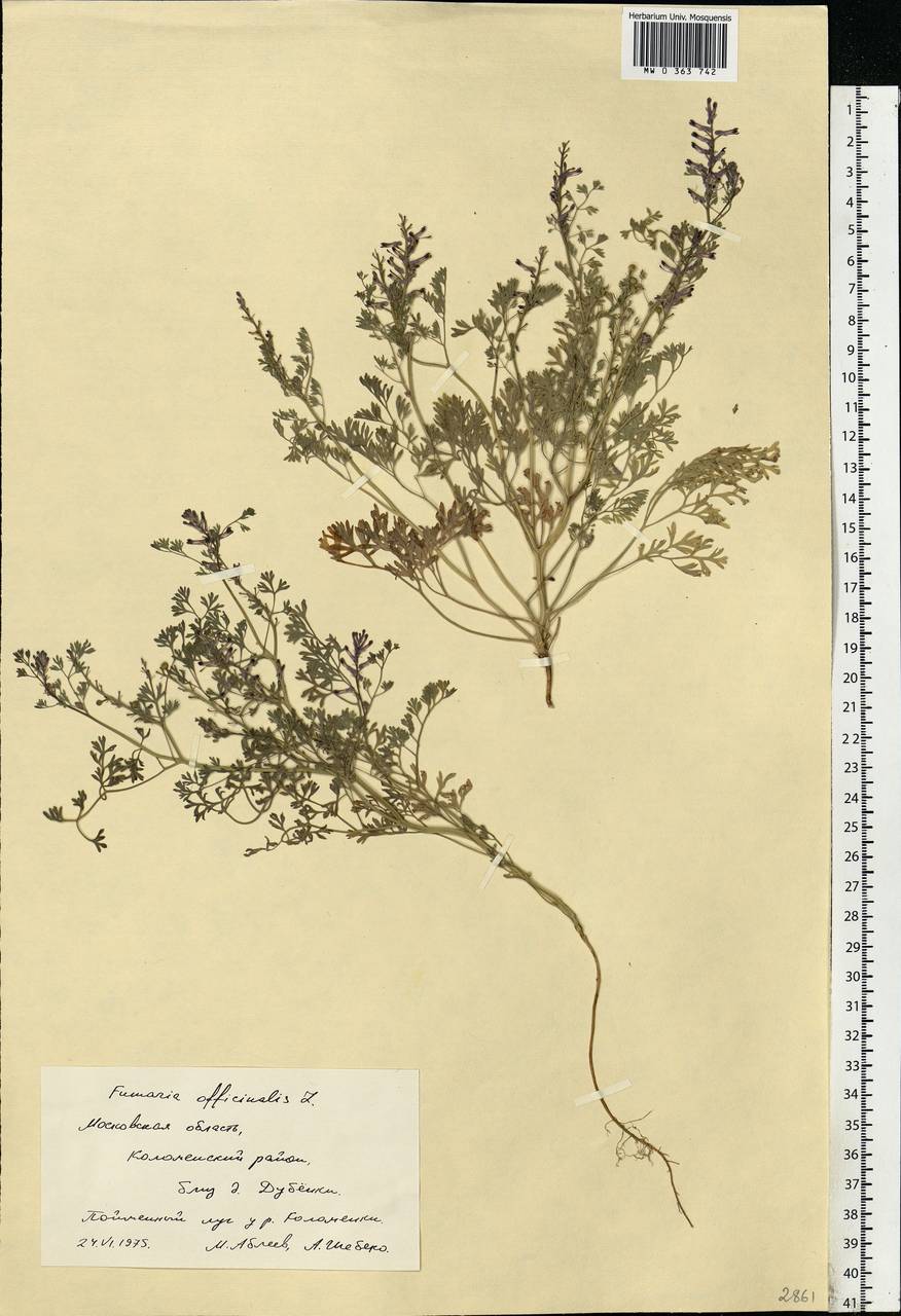Fumaria officinalis L., Eastern Europe, Moscow region (E4a) (Russia)