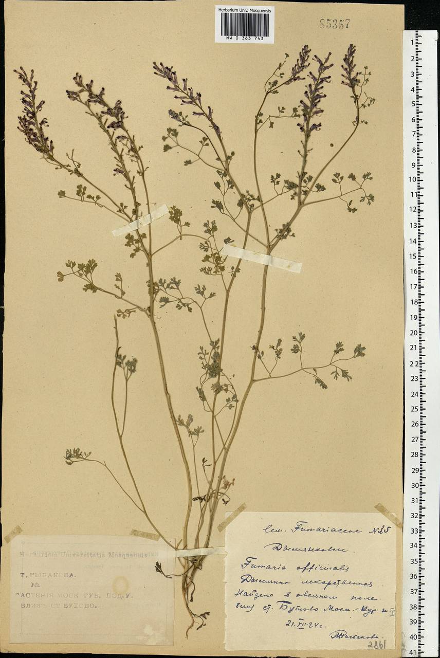 Fumaria officinalis L., Eastern Europe, Moscow region (E4a) (Russia)