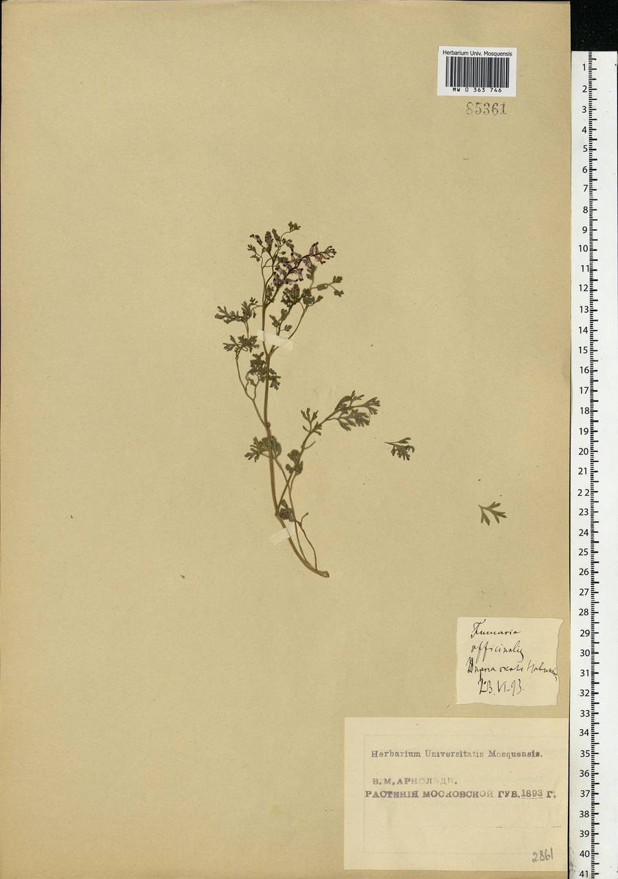 Fumaria officinalis L., Eastern Europe, Moscow region (E4a) (Russia)