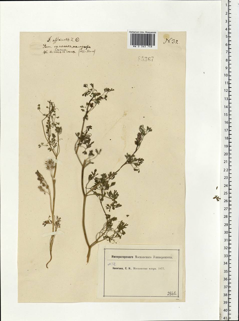 Fumaria officinalis L., Eastern Europe, Moscow region (E4a) (Russia)