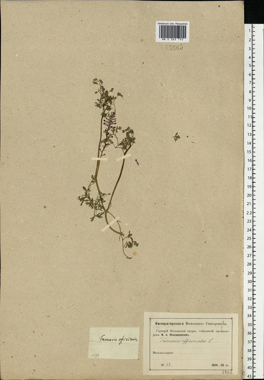 Fumaria officinalis L., Eastern Europe, Moscow region (E4a) (Russia)
