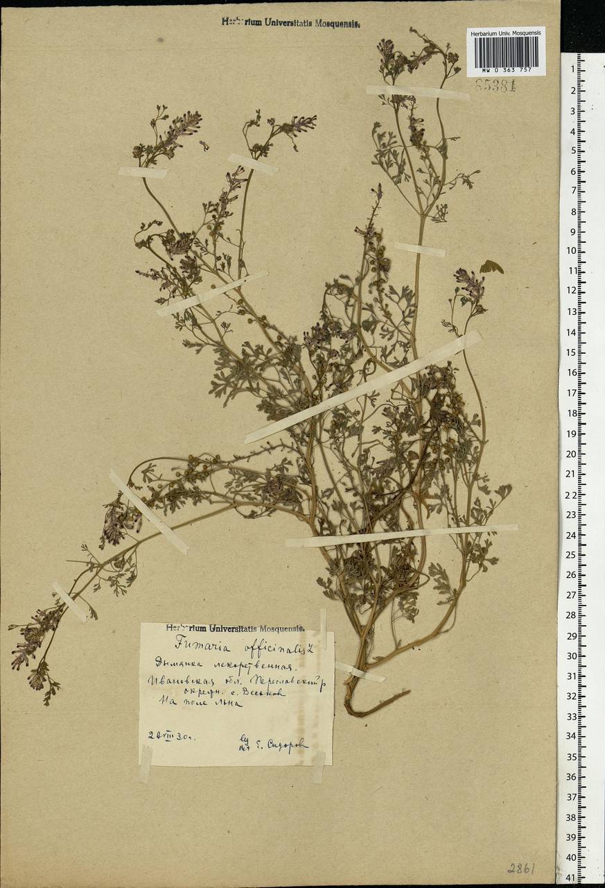 Fumaria officinalis L., Eastern Europe, Central forest region (E5) (Russia)