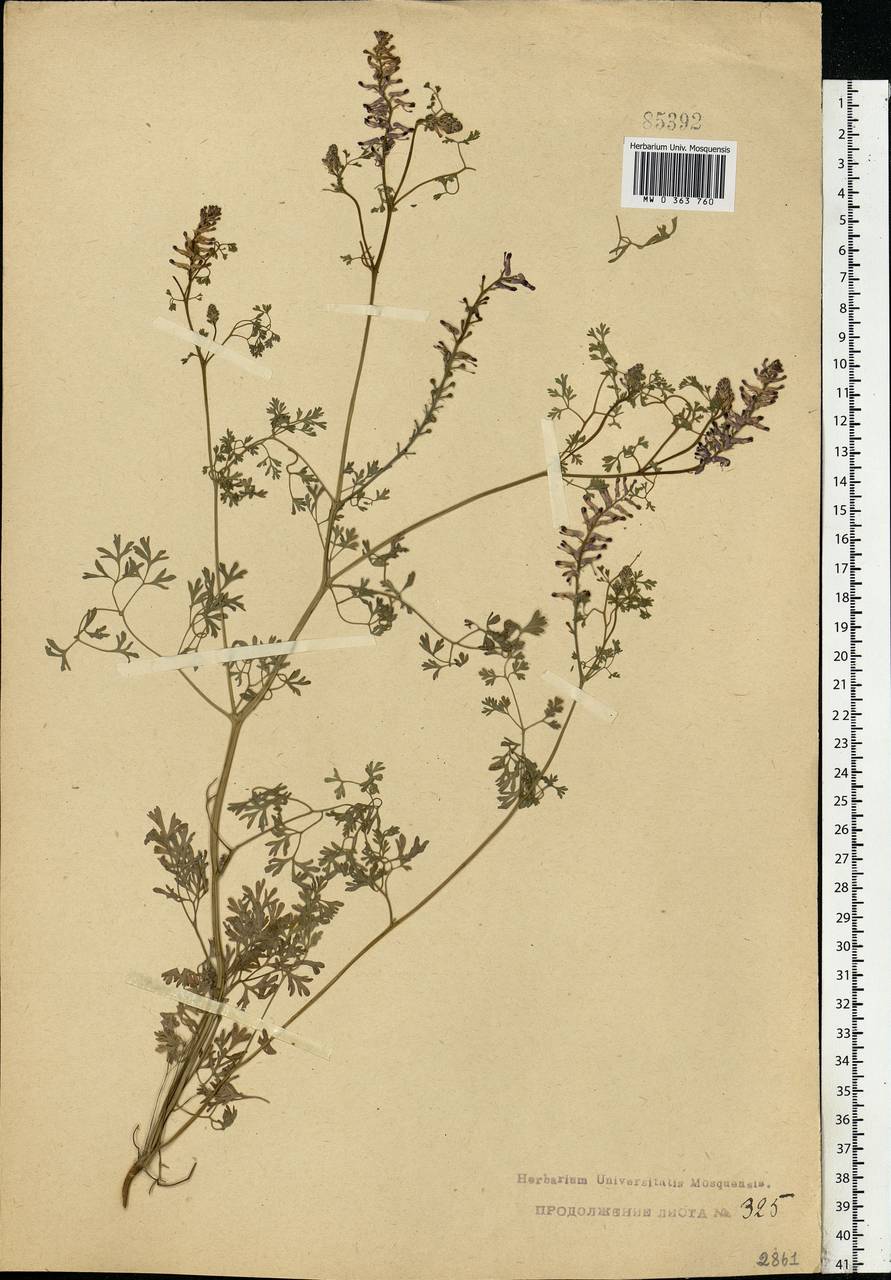 Fumaria officinalis L., Eastern Europe, Central forest region (E5) (Russia)
