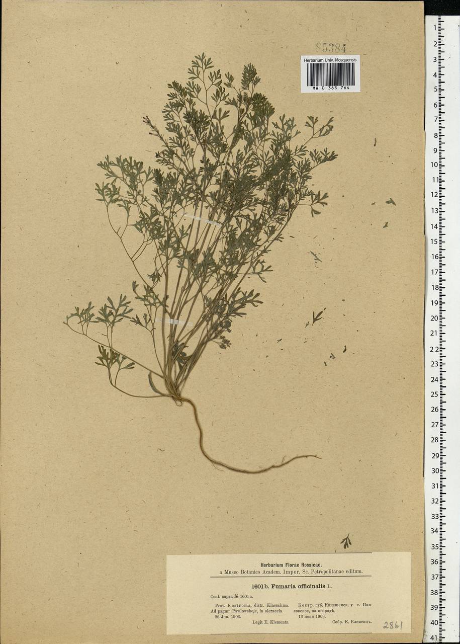 Fumaria officinalis L., Eastern Europe, Central forest region (E5) (Russia)