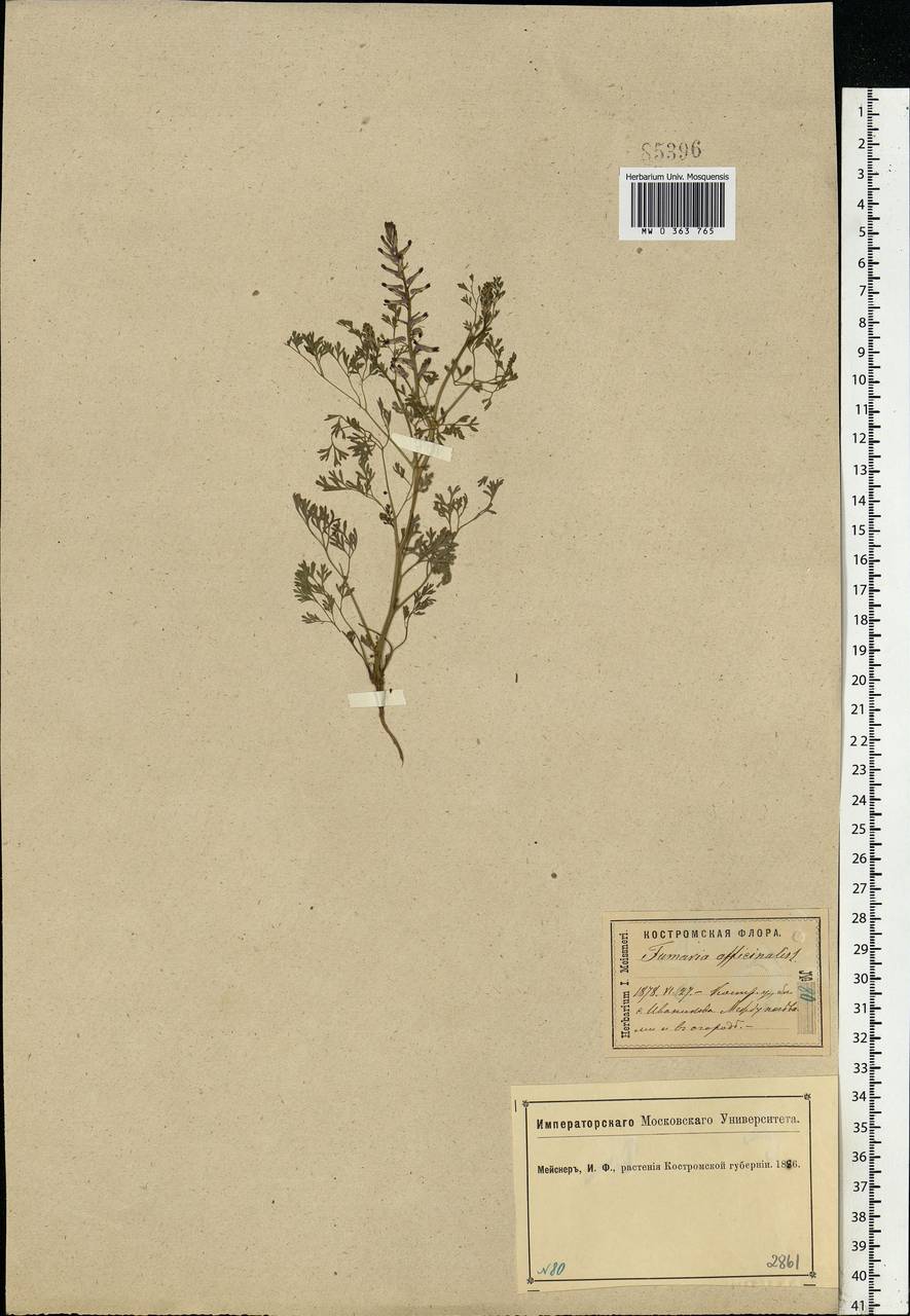 Fumaria officinalis L., Eastern Europe, Central forest region (E5) (Russia)