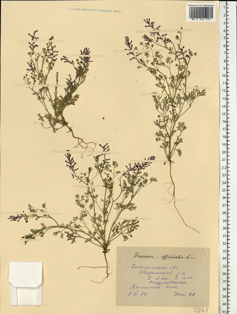 Fumaria officinalis L., Eastern Europe, Central forest region (E5) (Russia)