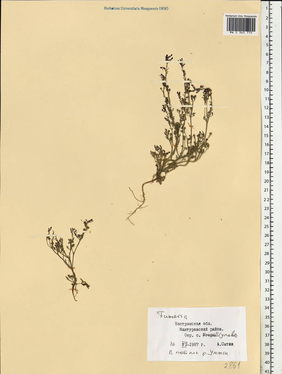 Fumaria officinalis L., Eastern Europe, Central forest region (E5) (Russia)