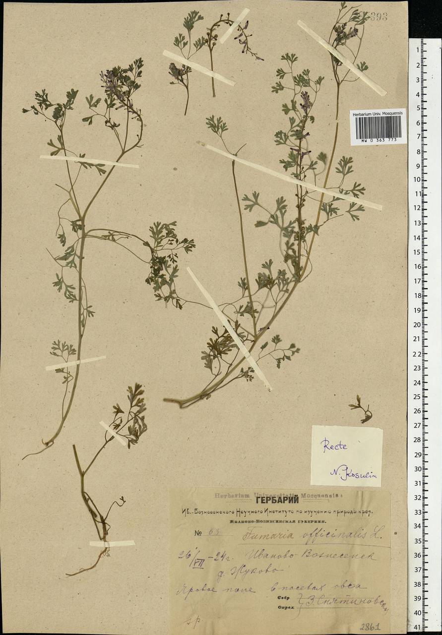 Fumaria officinalis L., Eastern Europe, Central forest region (E5) (Russia)