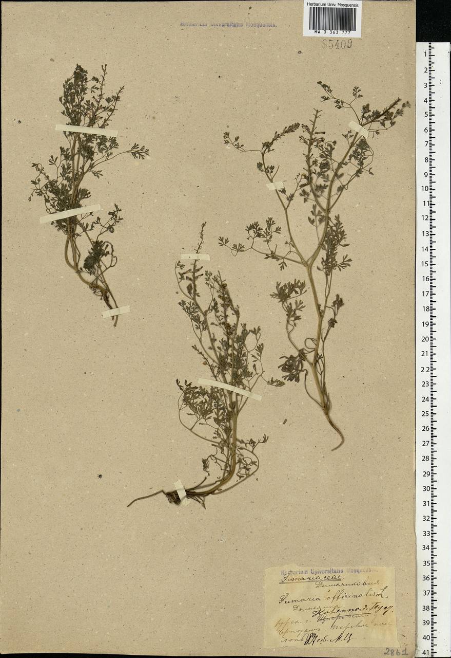 Fumaria officinalis L., Eastern Europe, Central forest-and-steppe region (E6) (Russia)