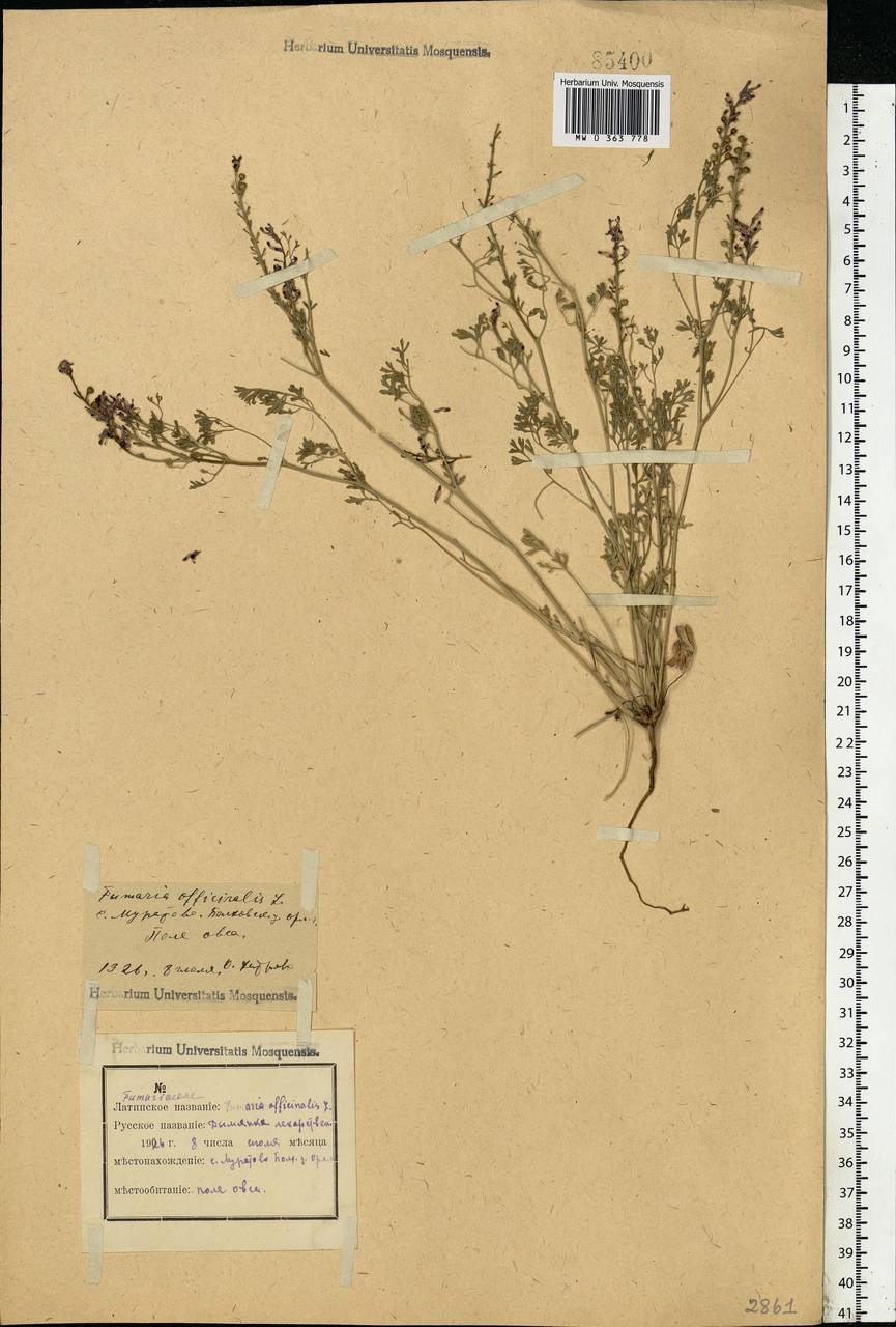 Fumaria officinalis L., Eastern Europe, Central forest-and-steppe region (E6) (Russia)