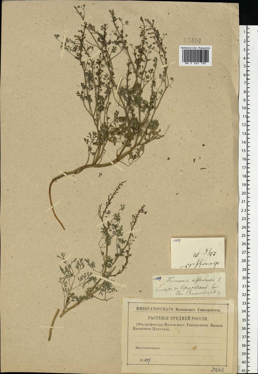 Fumaria officinalis L., Eastern Europe, Central forest-and-steppe region (E6) (Russia)