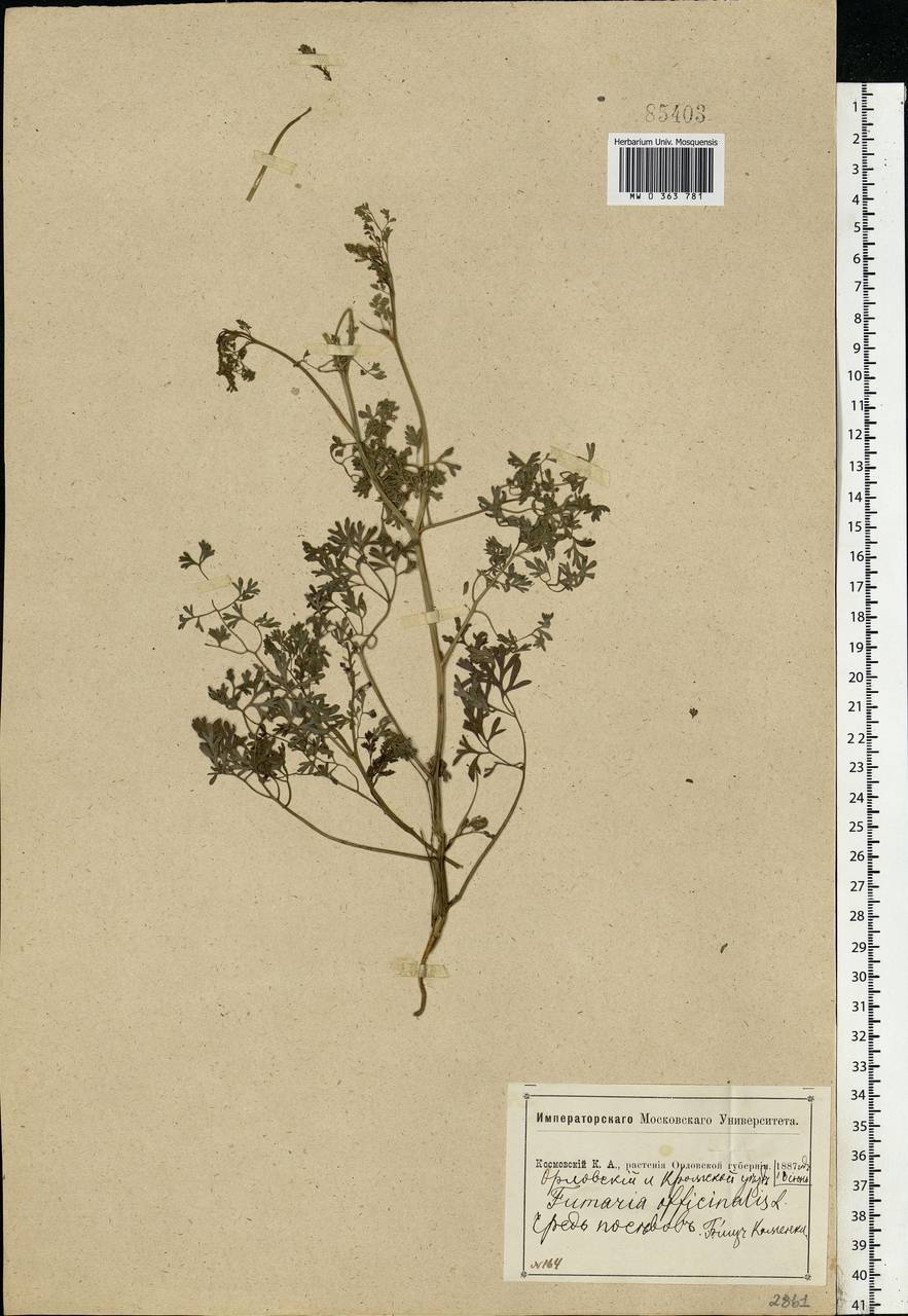 Fumaria officinalis L., Eastern Europe, Central forest-and-steppe region (E6) (Russia)