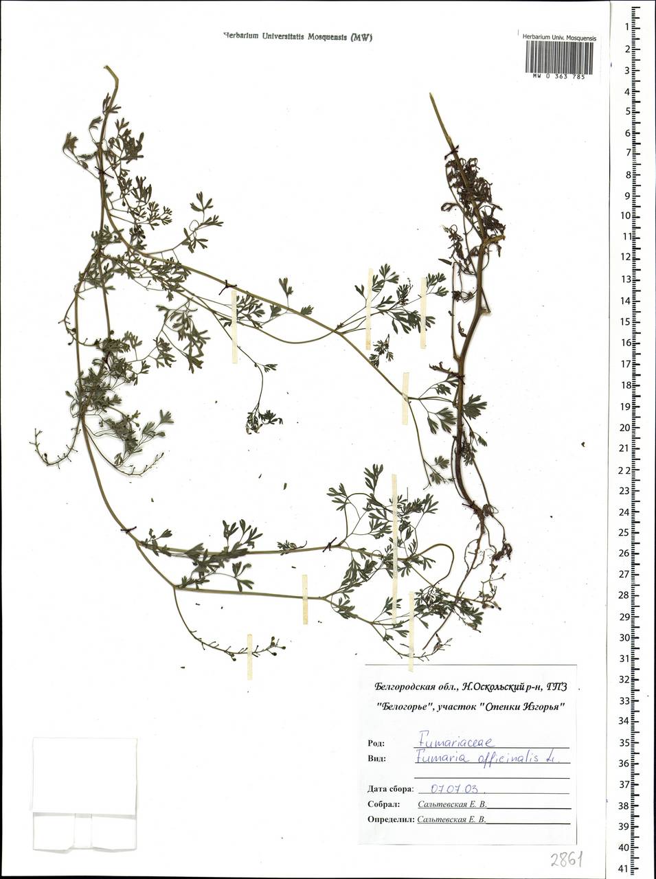 Fumaria officinalis L., Eastern Europe, Central forest-and-steppe region (E6) (Russia)