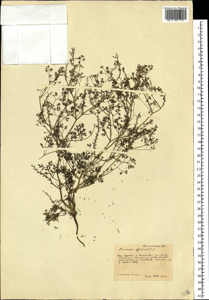 Fumaria officinalis L., Eastern Europe, Central forest-and-steppe region (E6) (Russia)
