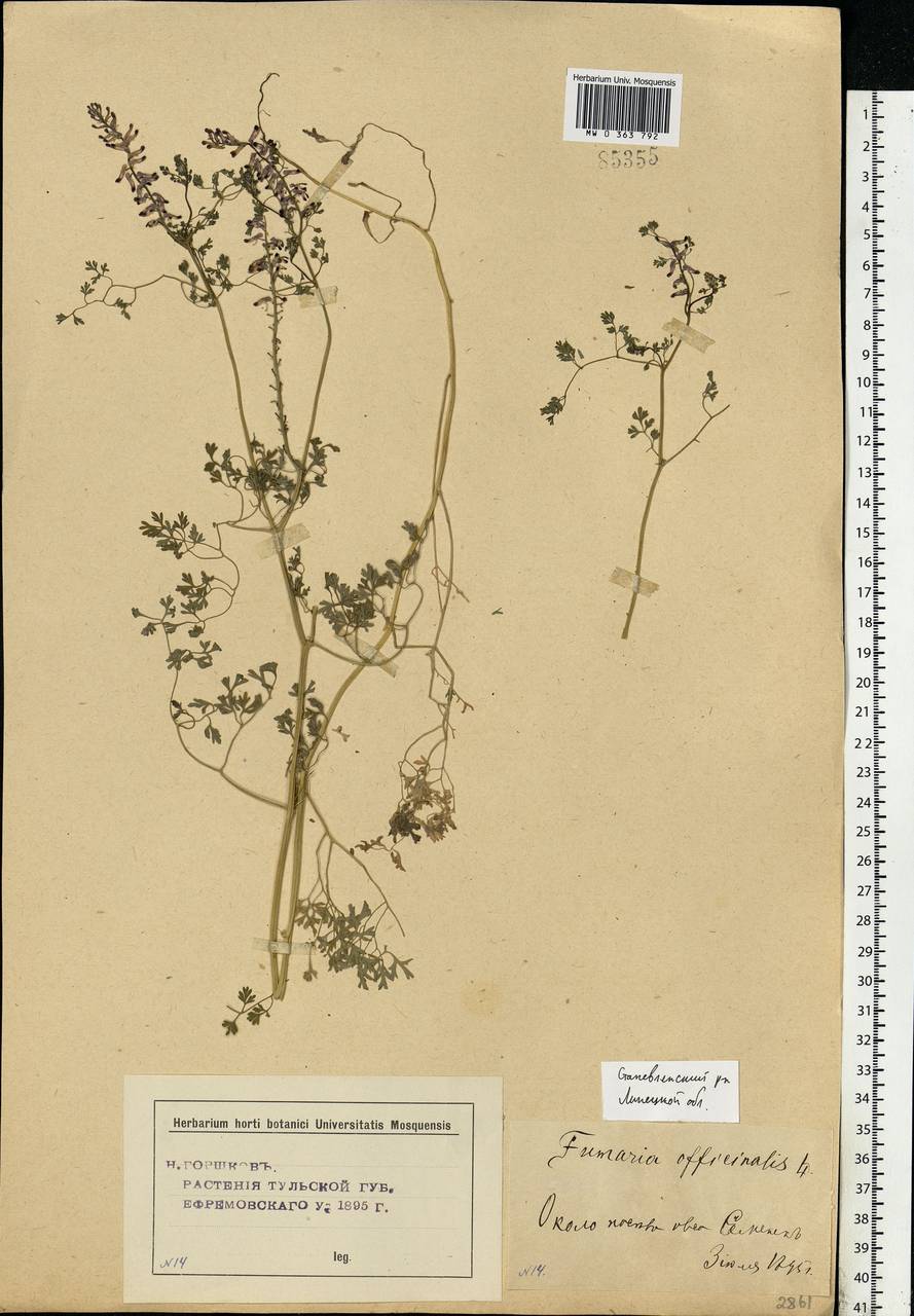 Fumaria officinalis L., Eastern Europe, Central forest-and-steppe region (E6) (Russia)