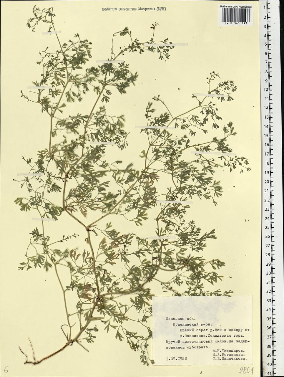 Fumaria officinalis L., Eastern Europe, Central forest-and-steppe region (E6) (Russia)