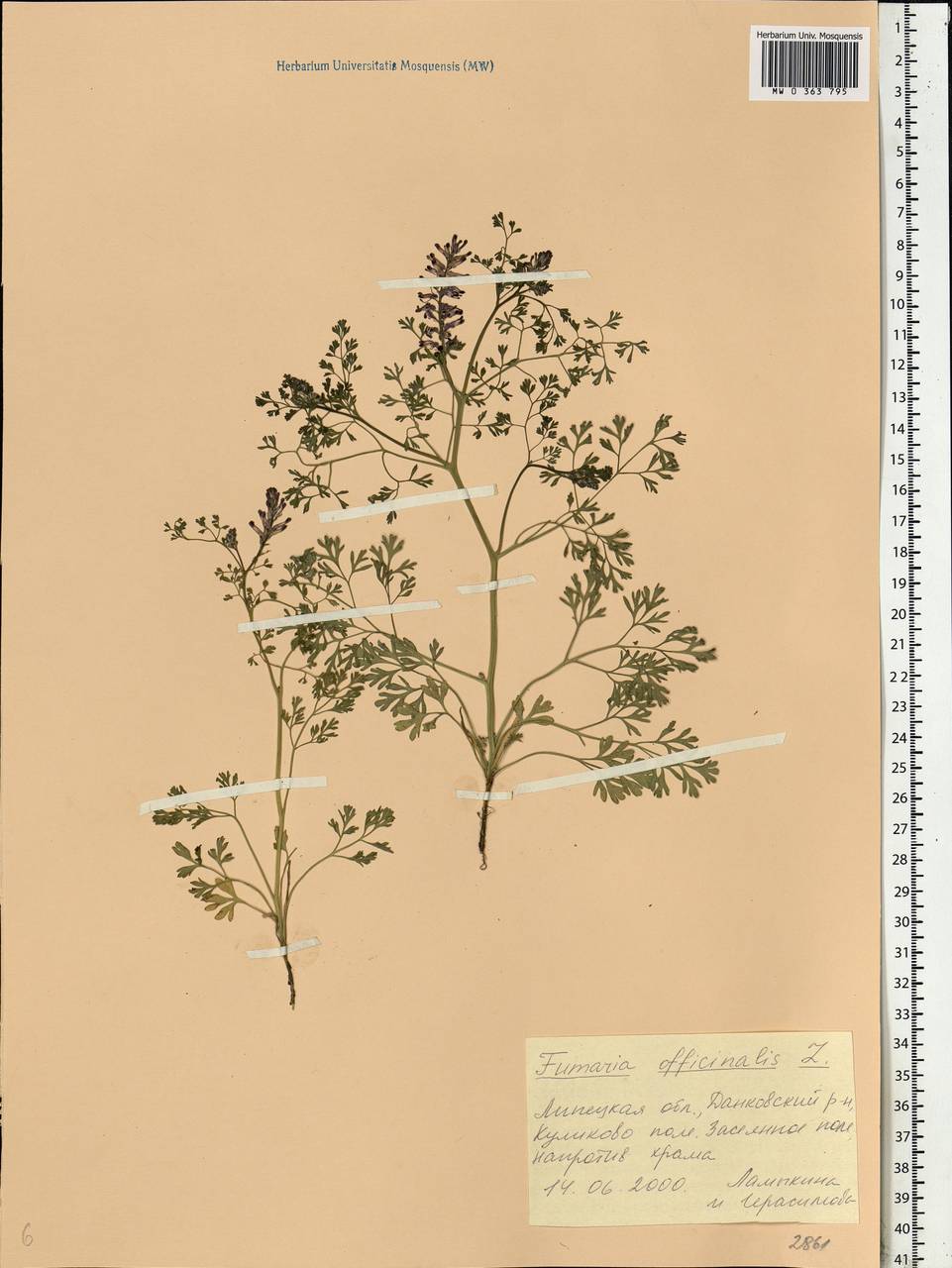 Fumaria officinalis L., Eastern Europe, Central region (E4) (Russia)