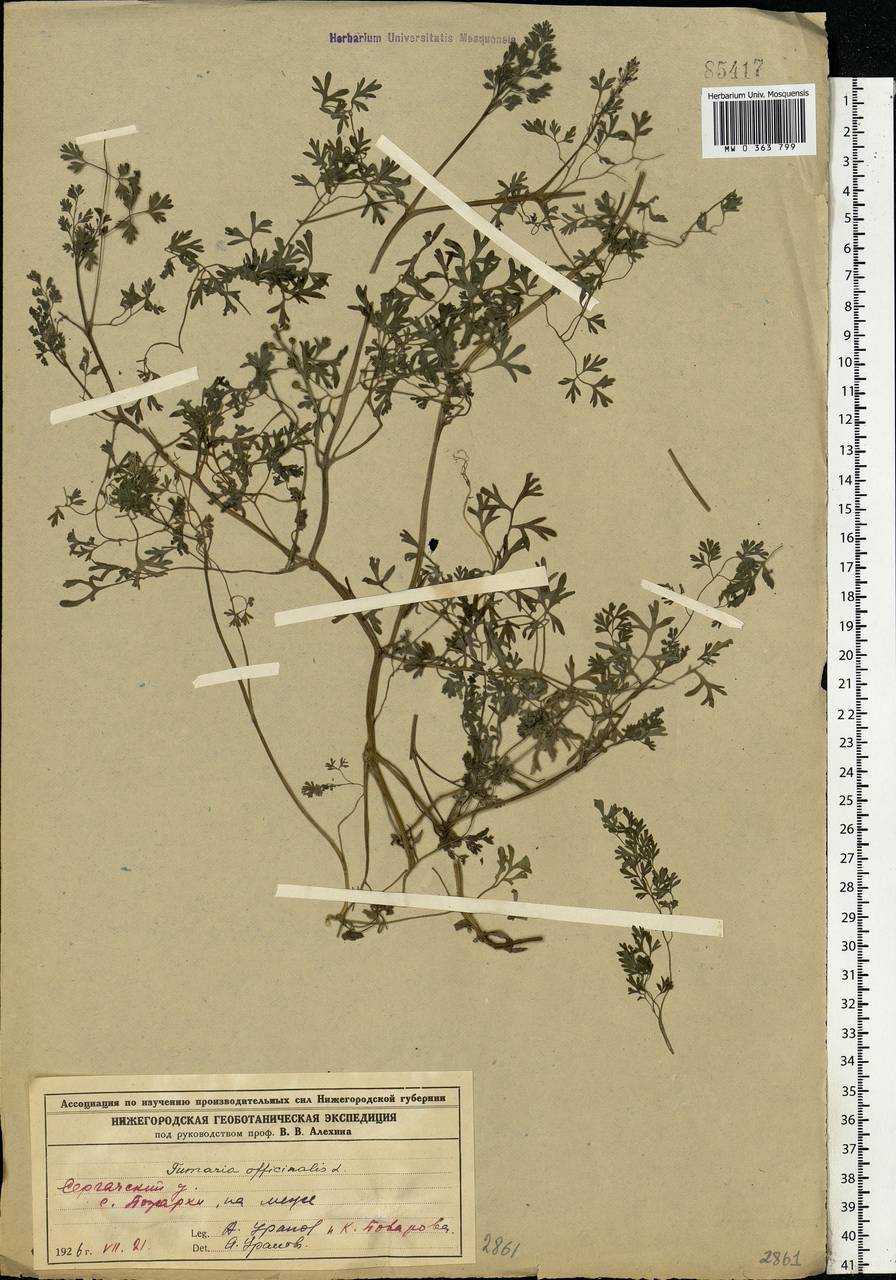 Fumaria officinalis L., Eastern Europe, Volga-Kama region (E7) (Russia)