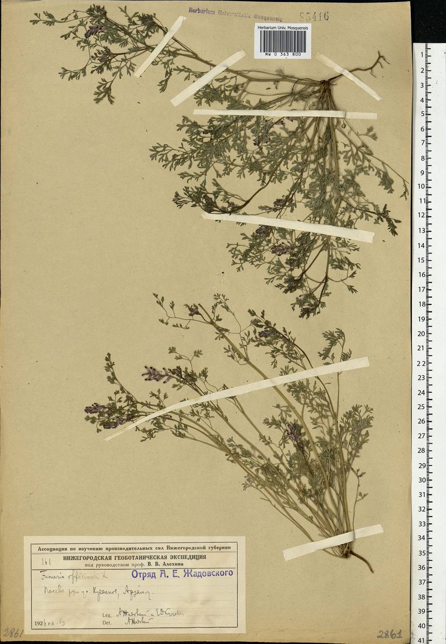 Fumaria officinalis L., Eastern Europe, Volga-Kama region (E7) (Russia)