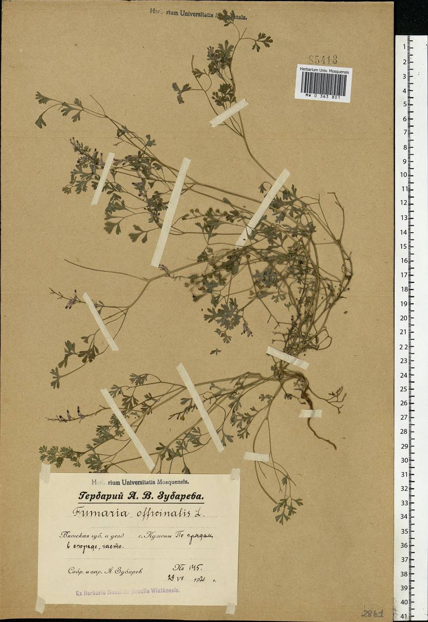 Fumaria officinalis L., Eastern Europe, Volga-Kama region (E7) (Russia)