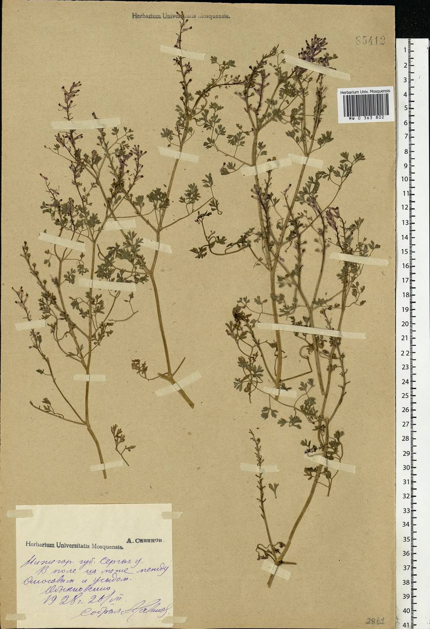 Fumaria officinalis L., Eastern Europe, Volga-Kama region (E7) (Russia)