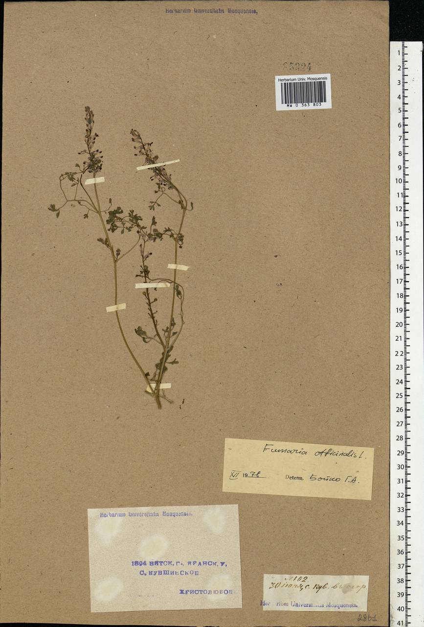 Fumaria officinalis L., Eastern Europe, Volga-Kama region (E7) (Russia)