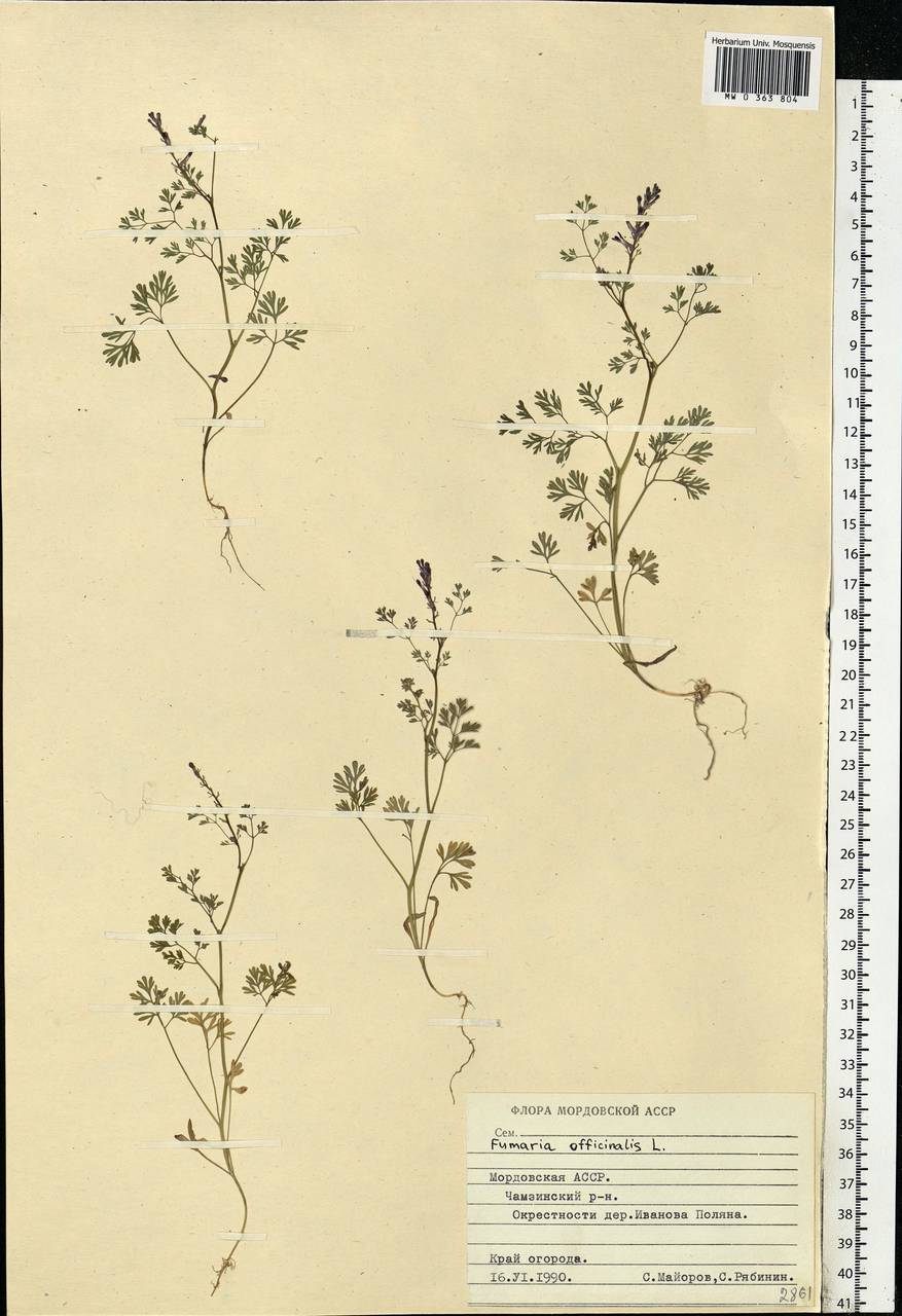 Fumaria officinalis L., Eastern Europe, Middle Volga region (E8) (Russia)