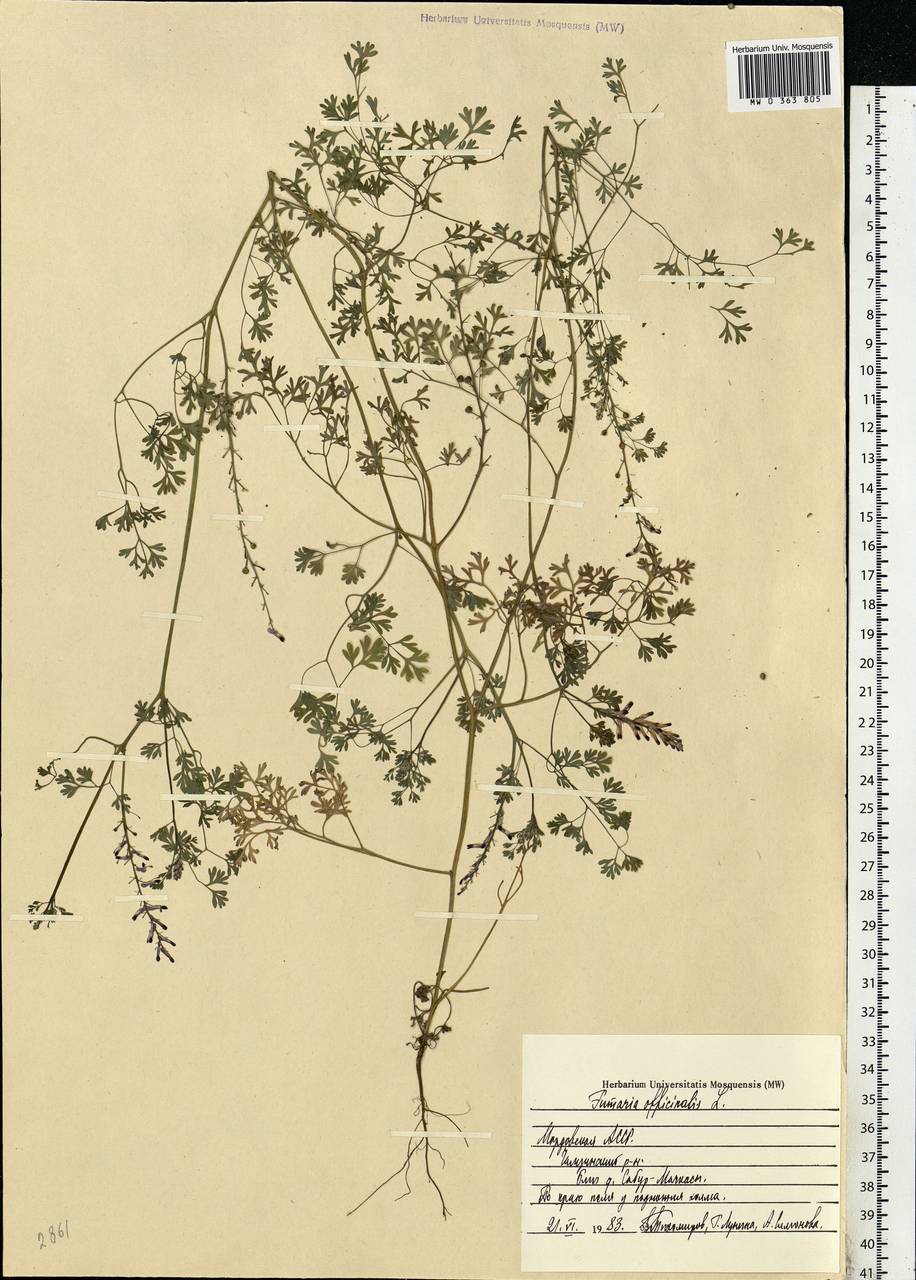 Fumaria officinalis L., Eastern Europe, Middle Volga region (E8) (Russia)